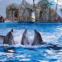 Сегодня праздник в харьковском Дельфинарии. Кернес и Писаренко представят шоу с участием дельфинов 