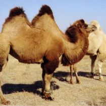Харьковский зоопарк пополнился новыми верблюдами: их изъяли таможенники
