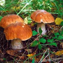 За грибы из лесов Харьковщины придется платить. Чернов рассказал кому