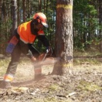 Строительную фирму ТММ оштрафовали за вырубку деревьев в Харькове