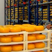 Стало известно, почему украинский сыр не пускают в Россию 