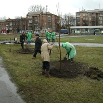 Сотни новых деревьев появятся на проспекте Гагарина