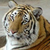 ЧП в зоопарке: тигр снял скальп с сотрудника 