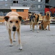 В Харькове дворники и зоозащитники бросаются на ловцов собак с кирпичами