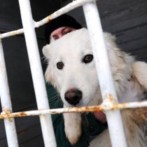 Для бездомных собак и кошек в Харькове полным ходом строят приют (ФОТО)