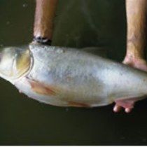На Печенежском водохранилище запретят промышленный лов рыбы