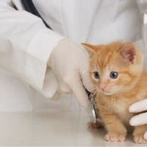 Ветеринары могут использовать кетамин: постановление Кабмина