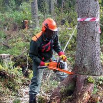 На Харьковщине незаконно срубили десятки деревьей. Решается вопрос о возбуждении уголовного дела