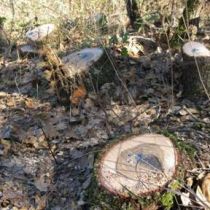 В Зачепиловском районе незаконно вырубили сотни деревьев. Дело виновника уже в суде