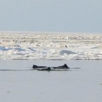 Во льдах Крыма застряли десятки дельфинов (ФОТО, ВИДЕО)