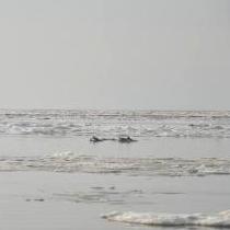Крымские дельфины самостоятельно выбрались из ледяной ловушки