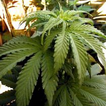 В Богодухове начальница одного из отделов милиции торговала марихуаной