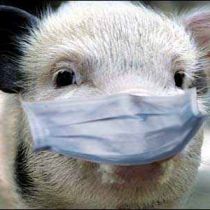 Африканская чума свиней гуляет рядом с Харьковской областью