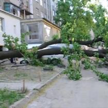 В центре Харькова иномарку придавило деревом. Правоохранители не спешат на место ДТП (ВИДЕО)