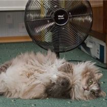 Аномально жаркое лето-2012: столбики термометра поднимутся выше +40