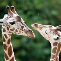 После ночного налета вандалов в зоопарке умерли два жирафа 