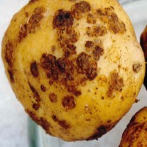 Зараженный раком картофель обнаружили во Львовской области
