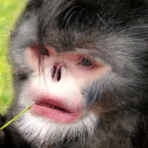Топ-10 новых видов: чихающая обезьяна и паразитирующая оса (ФОТО)