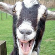 За несостоявшуюся кражу козы житель Малиновки отсидит год
