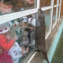 Дом жирафов и обновленный аквариум: в Харьковском зоопарке наметили грандиозные планы по реконструкции