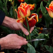 Тысячи цветов похитили вандалы с харьковских клумб