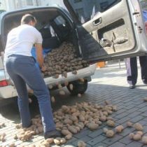 Очередной демарш Ляшко: депутат засыпал Кабмин картошкой (ФОТО)