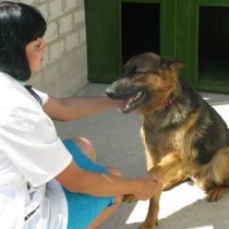 Работа центра для бездомных животных в Харькове: две-три собаки в день находят новых хозяев