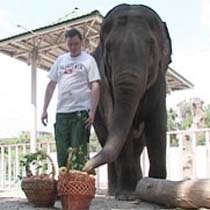 В воскресение в харьковском зоопарке отпразднуют День слонов