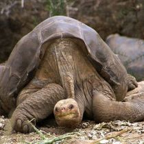 Умер Одинокий Джордж – последний представитель редкого вида галапагосских черепах