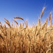Харьковщина к жатве готова: в планах – собрать почти три миллиона тонн зерна