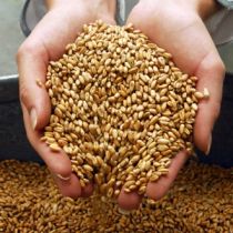 Михаил Добкин: Нельзя допустить снижения закупочных цен на зерно 
