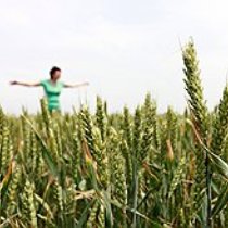 Мировой рост цен зерновых покроет убытки украинских аграриев