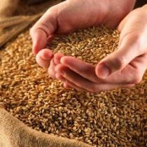 Азаров пообещал не ограничивать экспорт зерна 