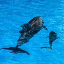 Пополнение в Харьковском дельфинарии: имя малышке-дельфиненку даст победитель конкурса