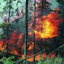 В связи с жарой запрещено ходить и ездить в леса Харьковщины