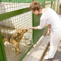 Работу харьковского приюта для животных оценили иностранные зоозащитники