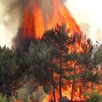 В Украине объявлен высокий уровень пожарной опасности