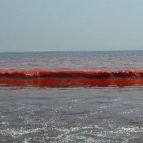 Азовское море под Бердянском стало кроваво-красным (ФОТО)