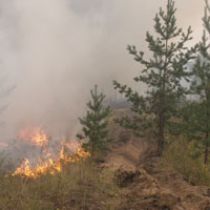 Под Харьковом горели гектары молодого хвойного леса. Причина возгорания - поджог