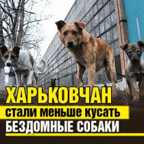 Харьковчан стали меньше кусать бездомные собаки
