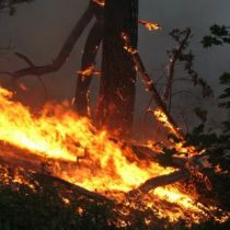 Лес под Ялтой сожгли из любопытства: подробности 