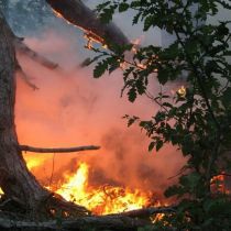 Как горит лес под Ялтой (ФОТО)