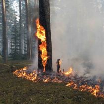 На Харьковщине поймали мужчину, который поджег Октябрьский лесхоз