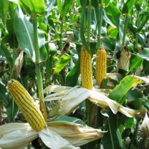 Жара и засуха снизили прогноз на урожай кукурузы
