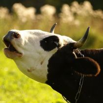 У запорожских коров обнаружили сибирскую язву