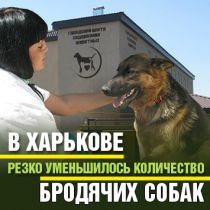 В Харькове резко уменьшилось количество бродячих собак