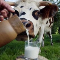 Азаров инициировал повышение закупочной цены на молоко 