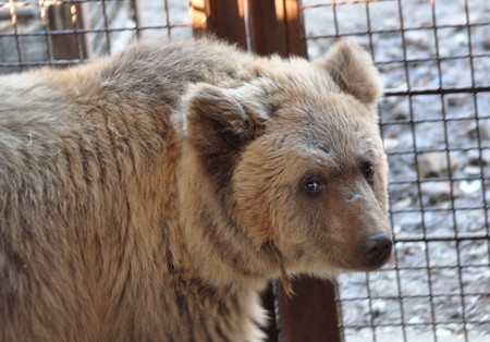Конфликт вокруг частного зоопарка в Харькове (ФОТО)