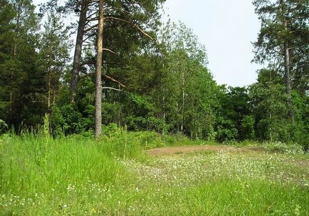 На Харьковщине сельский голова разбазаривал земли лесного фонда