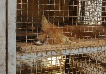 Прокуратура: В частном зоопарке «Аллюръ» в Померках животными не торгуют